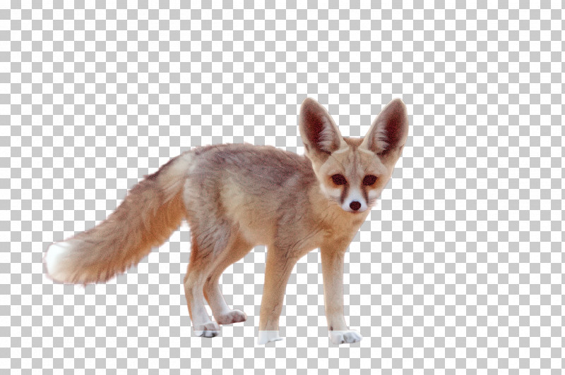 Fox Jackal Fennec Fox Red Fox Swift Fox PNG, Clipart, Fennec Fox, Fox, Jackal, Red Fox, Swift Fox Free PNG Download