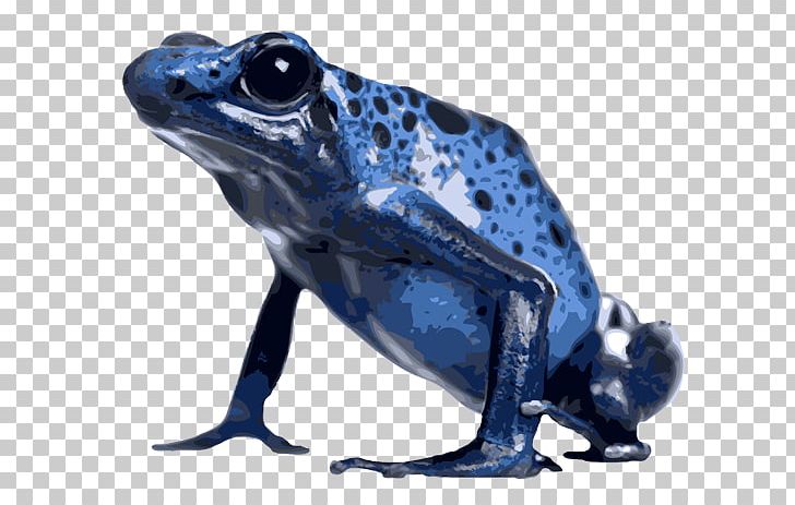 American Bullfrog True Frog Tropical Frogs Toad PNG, Clipart, American Bullfrog, Amphibian, Animals, Azureus, Blue Free PNG Download