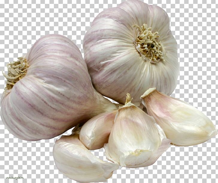 Garlic Vegetable Herb Food Onion PNG, Clipart, Allicin, Basil, Elephant Garlic, Flavor, Food Free PNG Download
