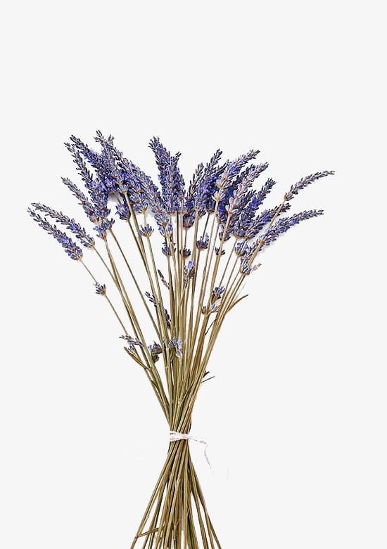 Purple Lavender With Dried Flowers PNG, Clipart, Bouquet, Decorative, Decorative Pattern, Dried, Dried Clipart Free PNG Download