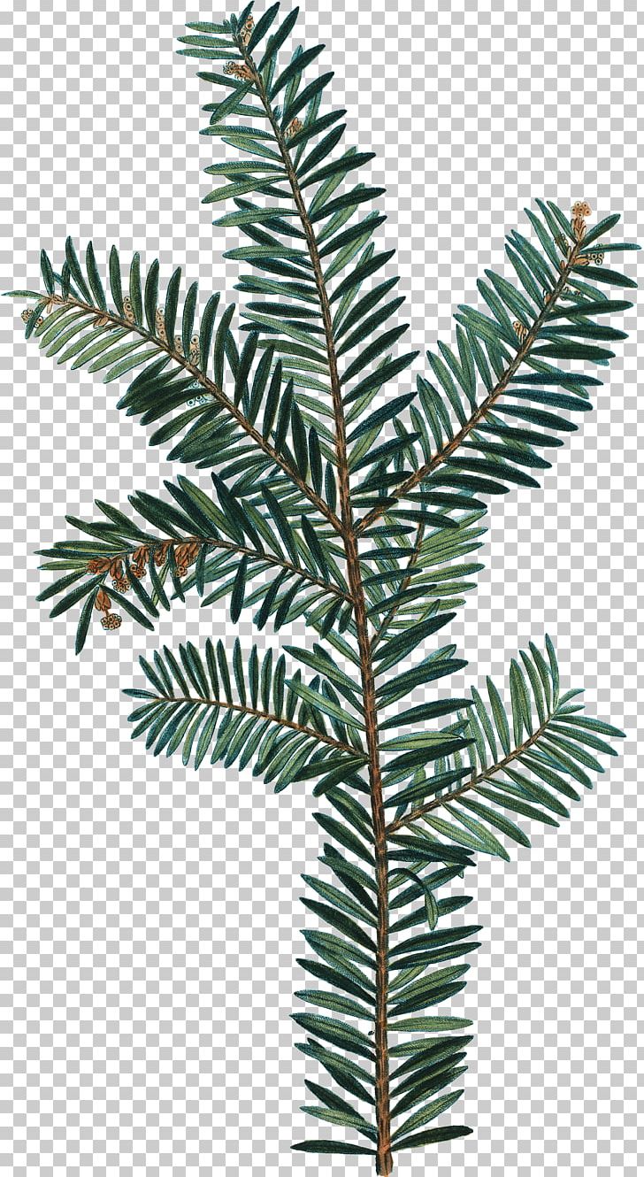Spruce Botany Photography Drawing PNG, Clipart, Botanical Illustration, Botany, Branch, Conifer, Drawing Free PNG Download