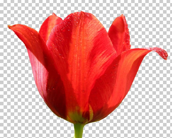Tulip Flower PNG, Clipart, Bud, Closeup, Computer Icons, Cut Flowers, Desktop Wallpaper Free PNG Download
