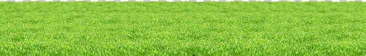 Grass PNG, Clipart, Grass Free PNG Download