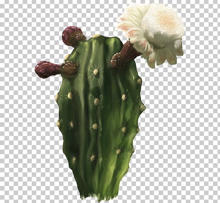 San Pedro Cactus Barbary Fig Cactaceae Strategy Nopal PNG, Clipart,  Free PNG Download