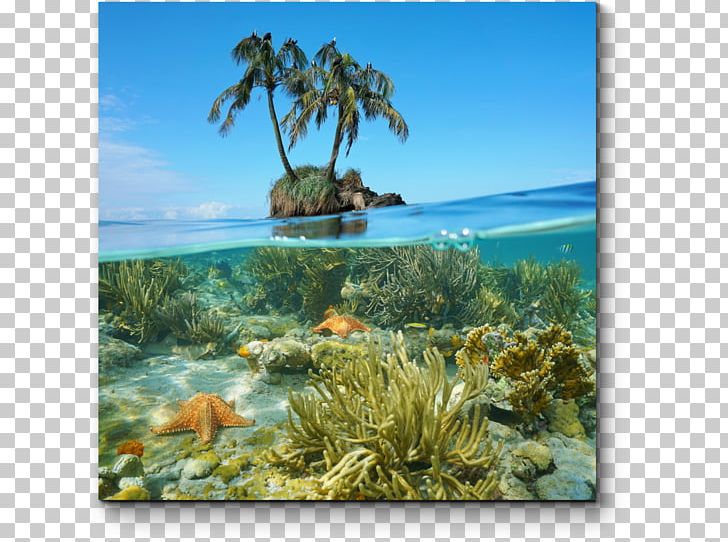 Underwater Sea Caribbean Coral Reef PNG, Clipart, Caribbean, Caribbean Sea, Coast, Coconut, Coral Free PNG Download