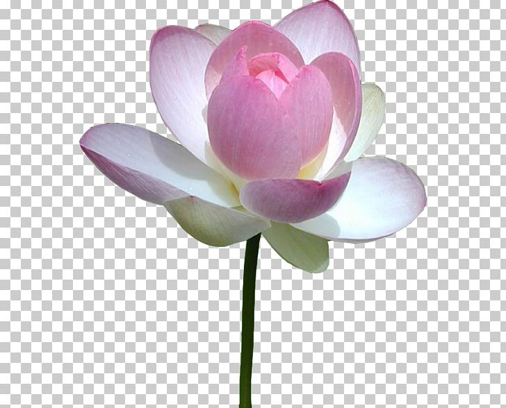 Nelumbo Nucifera Water Lilies Flower Pink PNG, Clipart, Aquatic Plant, Aquatic Plants, Bud, Cut Flowers, Flower Free PNG Download