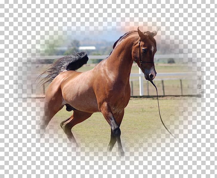 Stallion Arabian Horse American Quarter Horse Mustang Mangalarga Marchador PNG, Clipart, Animal, Arabian Horse, Bay, Bridle, Canter And Gallop Free PNG Download
