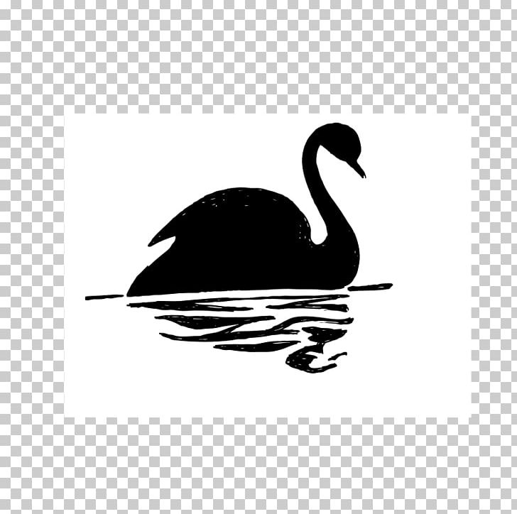 black swan drawing png clipart beak bird black and white black swan cygnini free png download black swan drawing png clipart beak