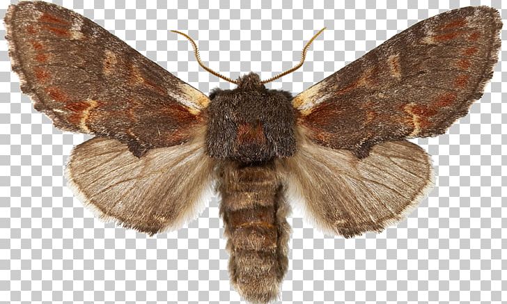 Sphingidae Butterfly Noctuidae Laothoe Populi Moth PNG, Clipart, Arthropod, Bombycidae, Brush Footed Butterfly, Butterflies And Moths, Butterfly Free PNG Download