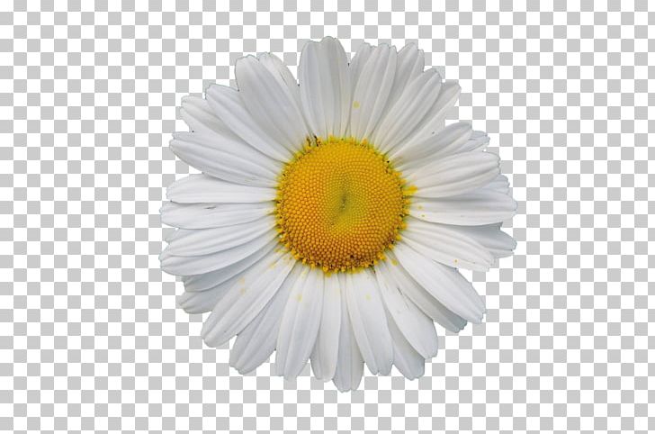 White PNG, Clipart, Black White, Chart, Chrysanthemum, Chrysanths, Closeup Free PNG Download