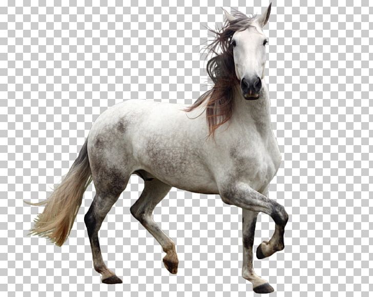 Andalusian Horse Welsh Pony And Cob PNG, Clipart, Adobe Illustrator, Animal, Animals, Computer Icons, Download Free PNG Download