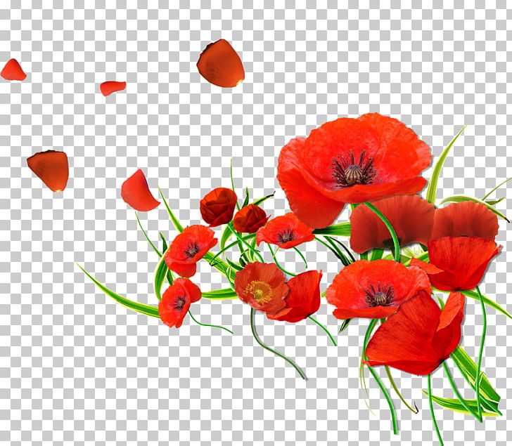 Common Poppy Flower PNG, Clipart, 4k Resolution, Annual Plant, Bloom, Coquelicot, Cut Flowers Free PNG Download