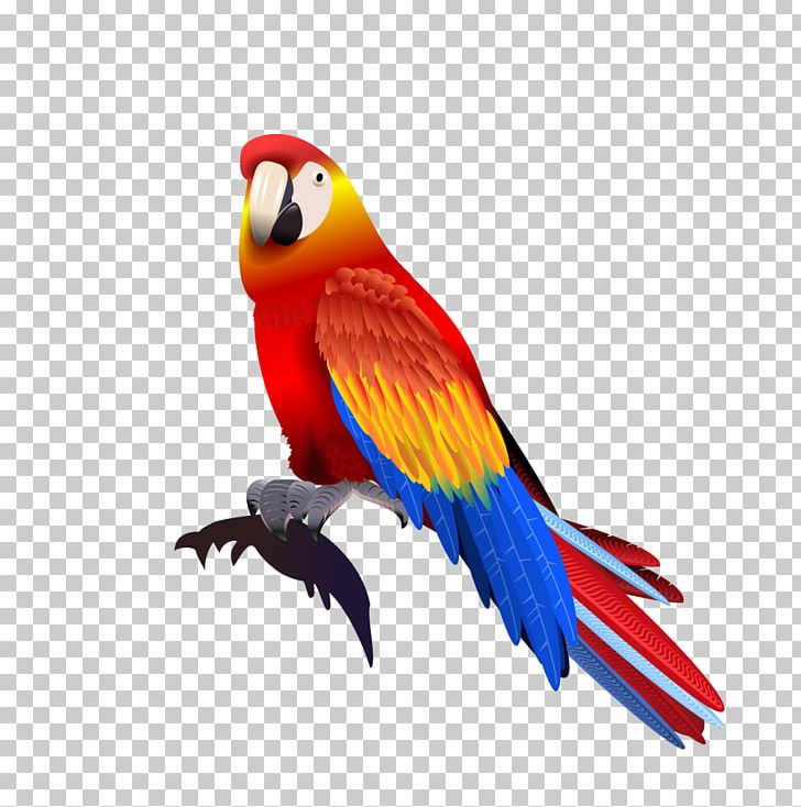 Parrot Macaw PNG, Clipart, Animals, Beak, Bird, Cartoon, Cartoon Parrot Free PNG Download