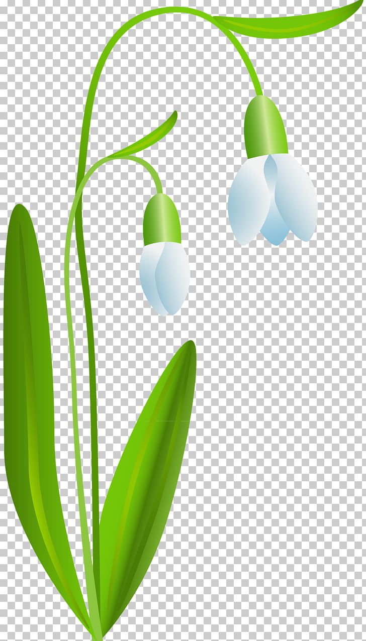 Snowdrop Flower Digital PNG, Clipart, Common Bluebell, Digital Image, Flower, Nature, Plant Free PNG Download