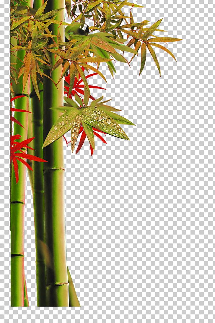 Bamboo Dizi PNG, Clipart, Animation, Branch, Christmas Decoration, Data, Decorative Free PNG Download