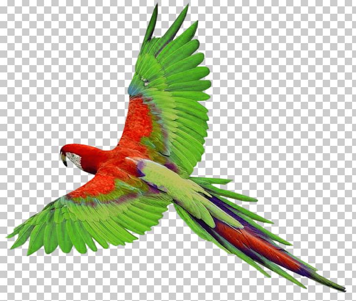 Parrots Of New Guinea Bird PNG, Clipart, Animal, Animalphotography, Animals, Beak, Catlover Free PNG Download