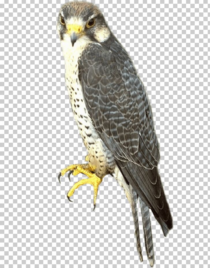 Portable Network Graphics Falcon Bird PNG, Clipart, Accipitriformes, Animals, Beak, Bird, Bird Of Prey Free PNG Download
