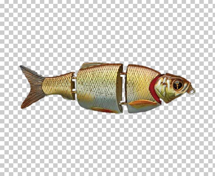 Rudd Fish PNG, Clipart, Alive, Bony Fish, Common Rudd, Fast, Fish Free PNG Download