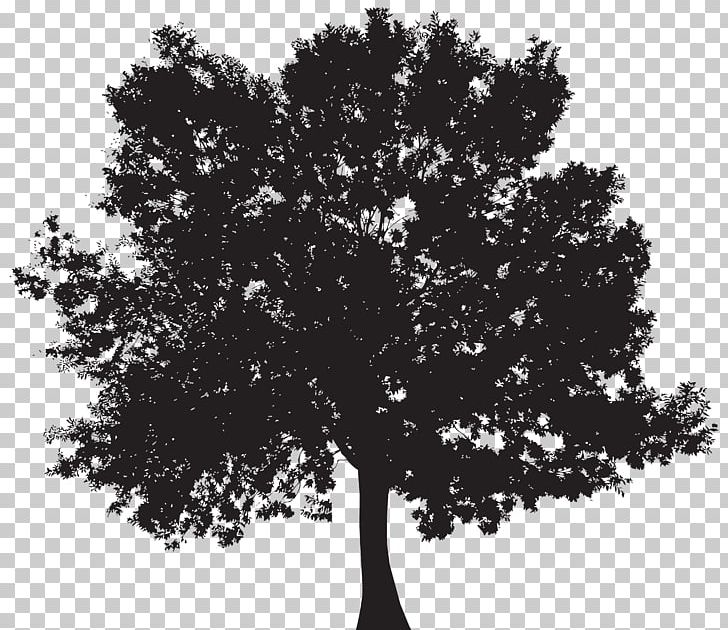 Silhouette Tree PNG, Clipart, Black And White, Branch, Clip Art, Clipart, Monochrome Free PNG Download