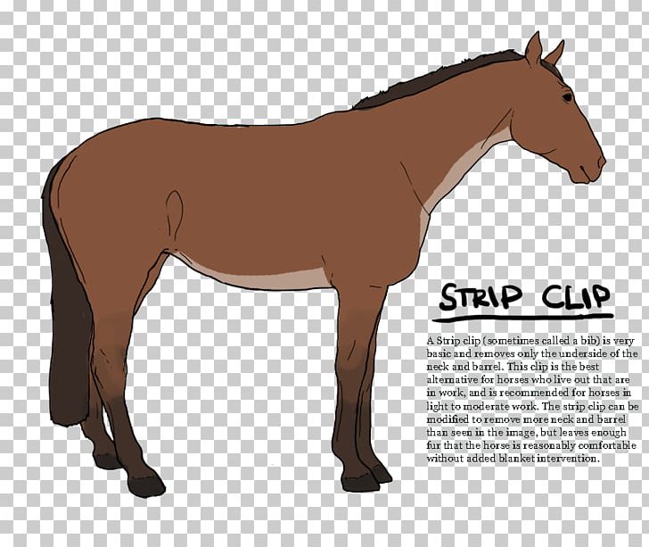 Mustang Pony Stallion Foal Colt PNG, Clipart, Bit, Bridle, Colt, Foal, Halter Free PNG Download