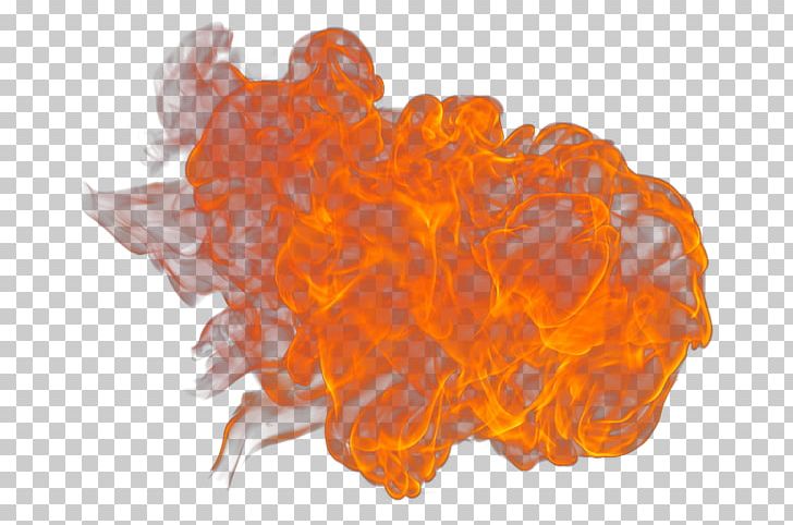 Organism PNG, Clipart, Feuer, Fiamma, Fire, Fogo, Orange Free PNG Download