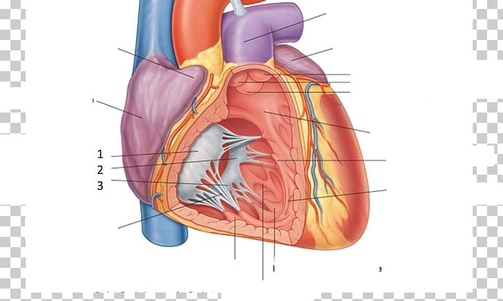 Surface Anatomy Heart Pericardium Human Anatomy PNG, Clipart, Abdomen, Anatomy, Apex Of The Heart, Atrium, Blood Vessel Free PNG Download