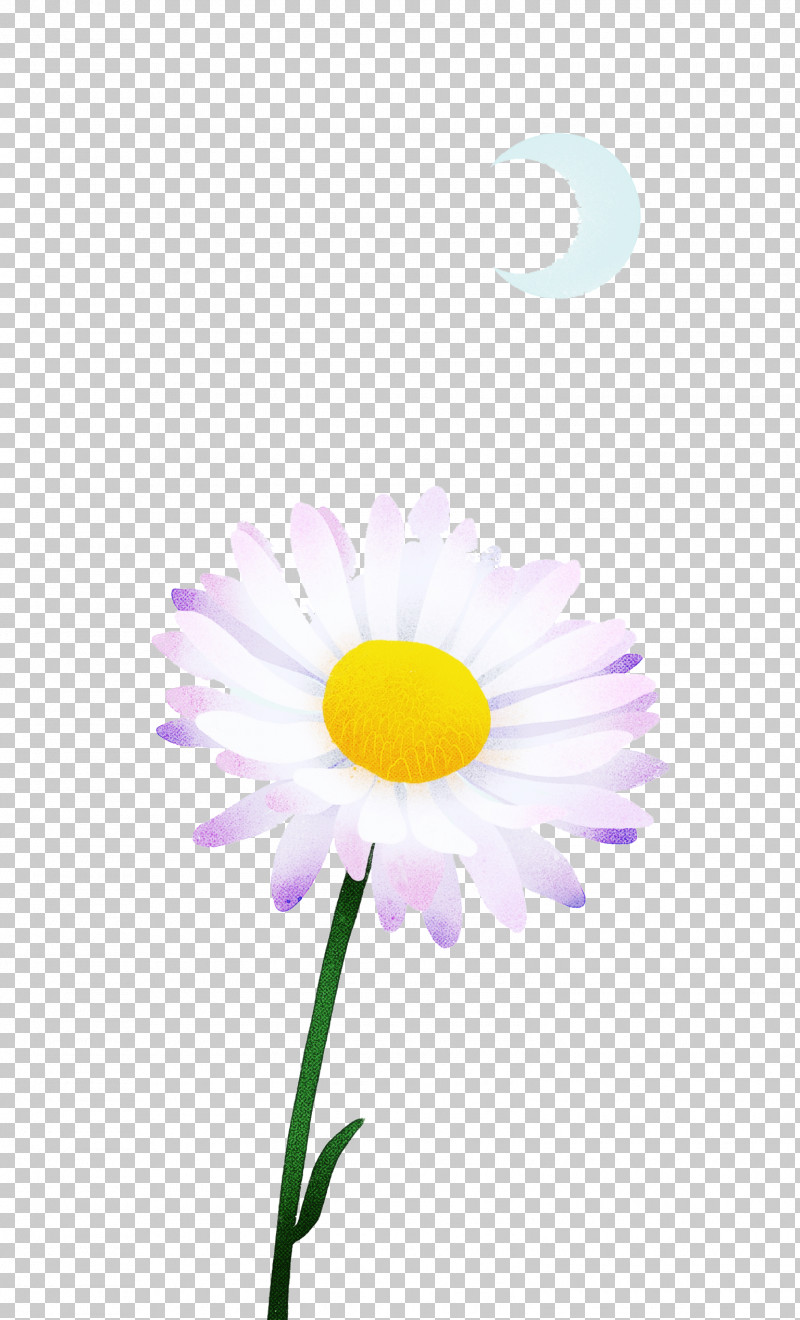Oxeye Daisy Petal Close-up Computer M PNG, Clipart, Biology, Closeup, Computer, M, Oxeye Daisy Free PNG Download