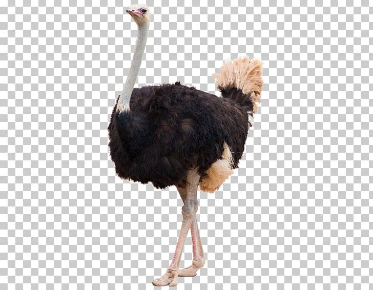 Common Ostrich Bird PNG, Clipart, Animals, Beak, Bird, Clip Art, Common Ostrich Free PNG Download