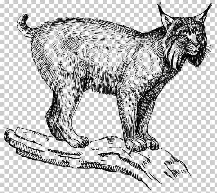 Eurasian Lynx Wildcat Felidae PNG, Clipart, Big Cats, Black And White, Bobcat, Carnivoran, Cat Free PNG Download