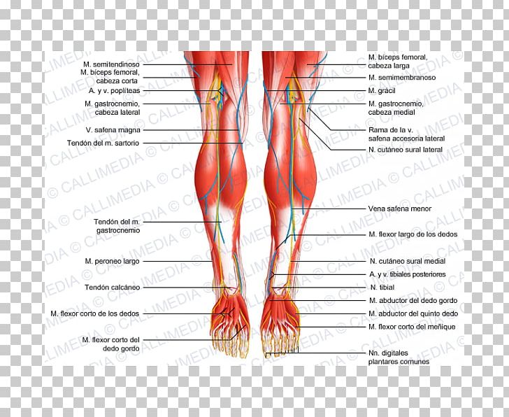 Human Leg Posterior Compartment Of Leg Human Body Muscle Anatomy PNG, Clipart, Abdomen, Anatomy, Arm, Foot, Hand Free PNG Download