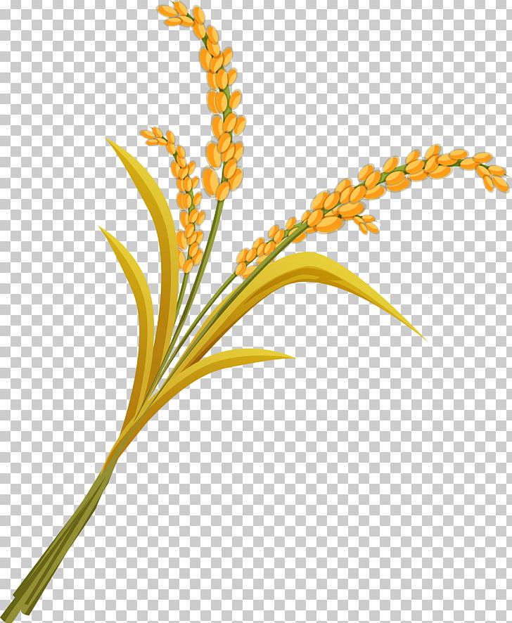 Rice PNG, Clipart, Computer Icons, Flora, Flower, Flowering Plant, Font Free PNG Download