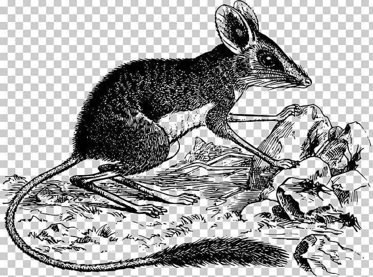 Rodent Macropodidae Rat Kangaroo Marsupial PNG, Clipart, Animal, Animals, Black And White, Carnivoran, Dog Like Mammal Free PNG Download