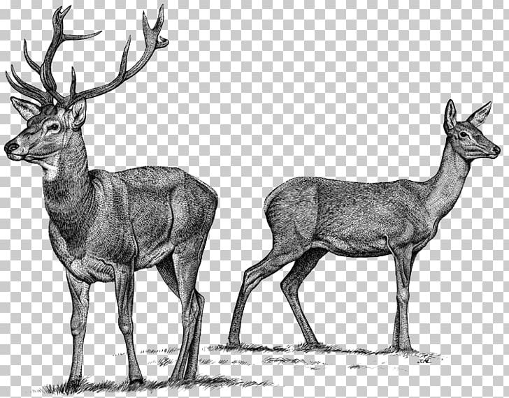 Elk Red Deer Reindeer Roe Deer PNG, Clipart, Antelope, Antler, Black And White, Cartoon, Cervus Free PNG Download