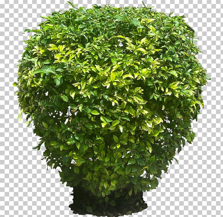 Golden Dewdrop Shrub Plant Tree PNG, Clipart, Arecaceae, Desktop Wallpaper, Dewdrop, Duranta, Evergreen Free PNG Download