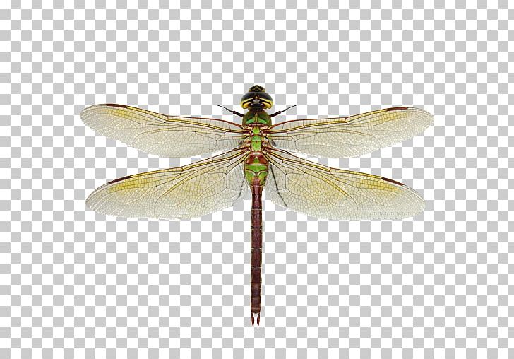 Green Darner Dragonfly Aeshna Synonyms And Antonyms Damselfly PNG, Clipart, Aeshnidae, Anax, Android, Animal, Aptoide Free PNG Download