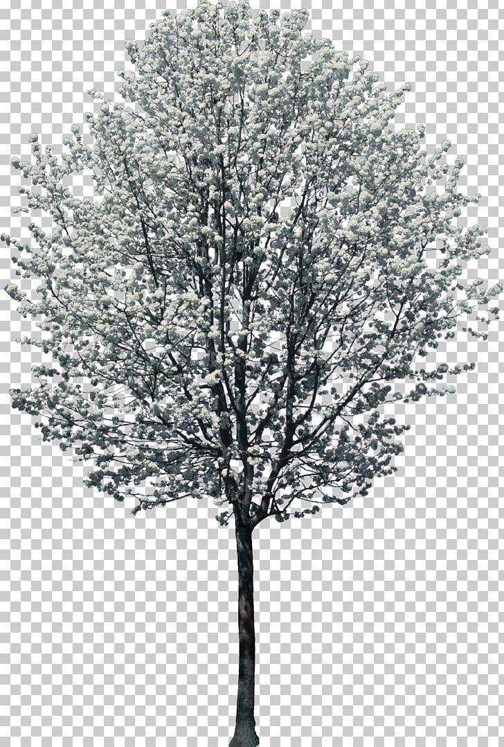 Tree Woody Plant Light Twig PNG, Clipart, Black And White, Branch, Bushes, Garden, Landscape Free PNG Download