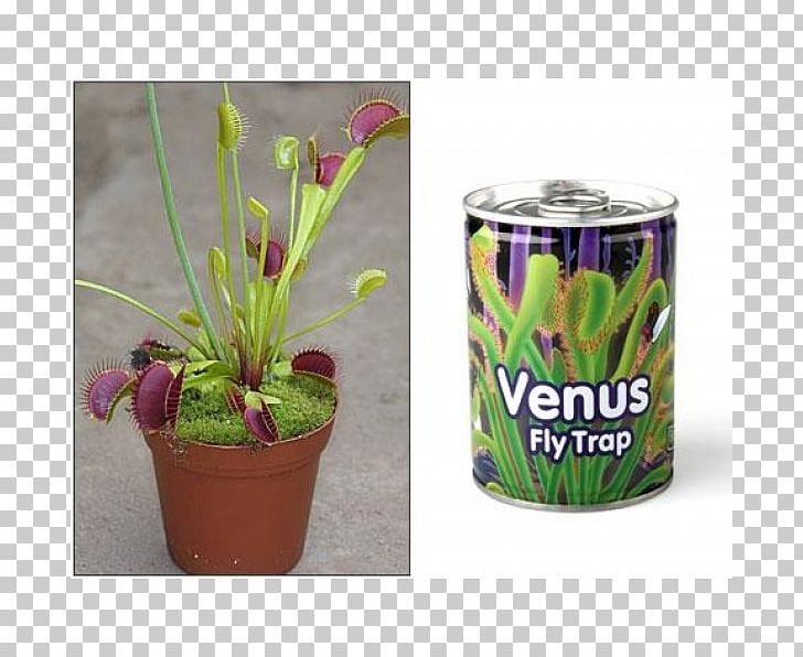 Venus Flytrap Carnivorous Plant Pitcher Plant PNG, Clipart, Bitki, Carnivore, Carnivorous Plant, Discounts And Allowances, Flowerpot Free PNG Download