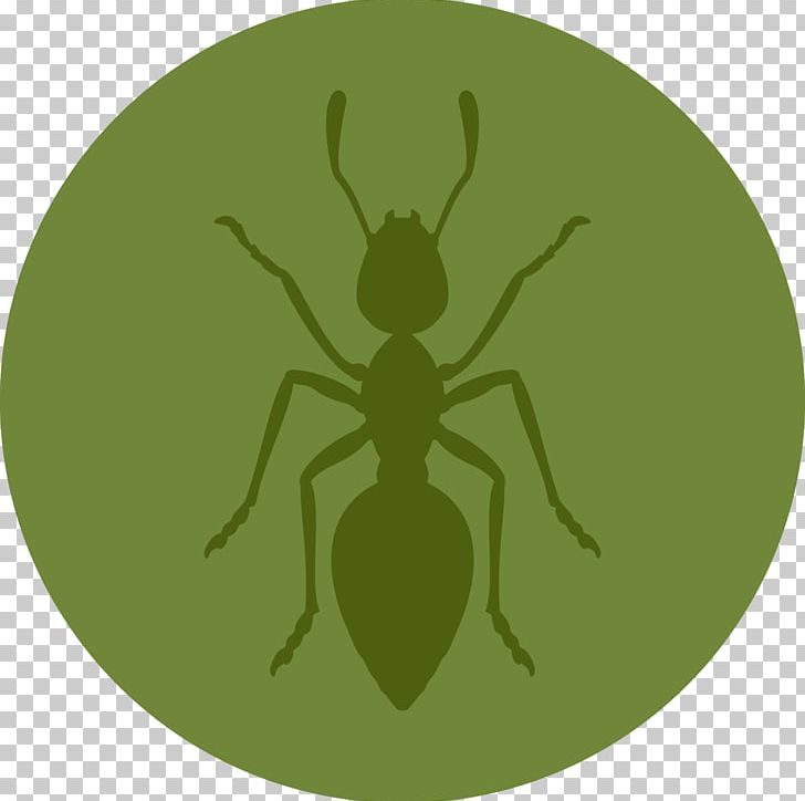 Ant-keeping Formicarium Insect Black Garden Ant PNG, Clipart, Animal, Ant, Antkeeping, Arthropod, Black Garden Ant Free PNG Download