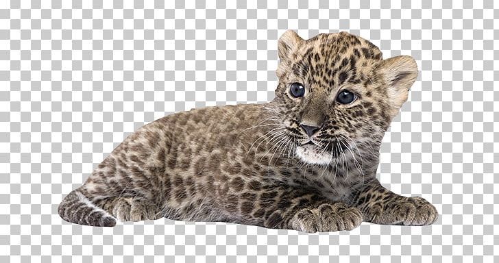 Persian Leopard Felidae Lion Eurasian Lynx Stock Photography PNG, Clipart, Big Cats, Carnivoran, Cat, Cat Like Mammal, Cheetah Free PNG Download