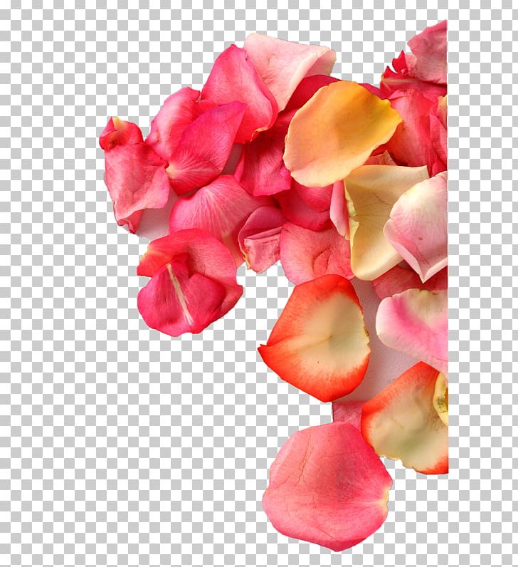 Rose Stock.xchng Photography PNG, Clipart, Cut Flowers, Desktop Wallpaper, Flower, Flowering Plant, Flowers Free PNG Download