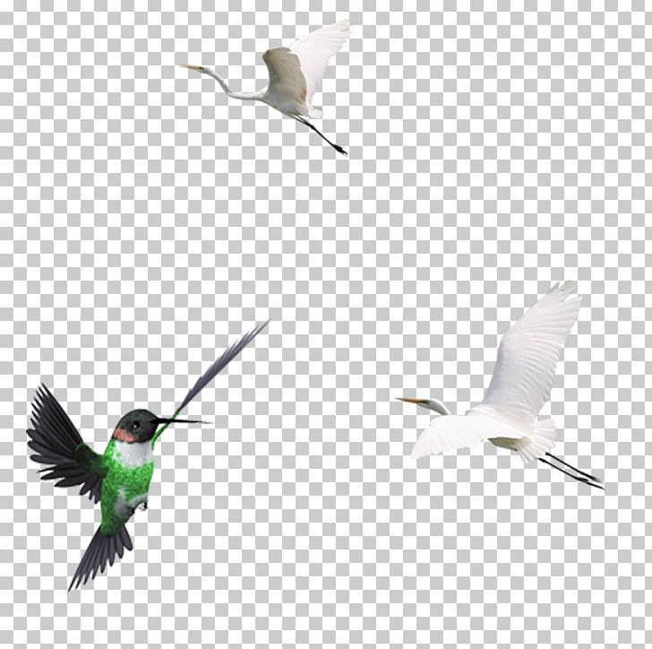 Hummingbird Crane PNG, Clipart, Animal, Anime Character, Anime Girl, Background Black, Beak Free PNG Download