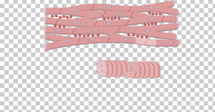 Intercalated Disc Anatomy Cardiac Muscle Gap Junction Myocyte PNG, Clipart, Anatomy, Angle, Cardiac Muscle, Cardiac Muscle Cell, Gap Junction Free PNG Download