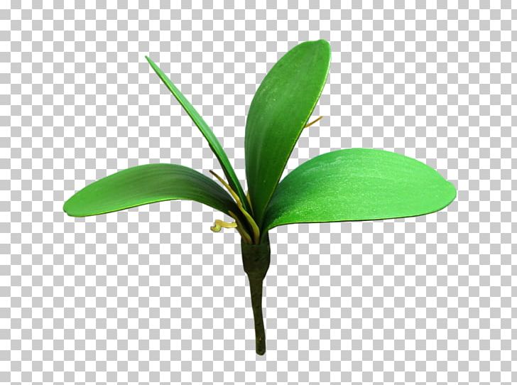 Leaf Plant Stem Artificial Flower Orchids PNG, Clipart, Artificial Flower, Australia, Flower, Flower Bouquet, Jmc Floral Free PNG Download