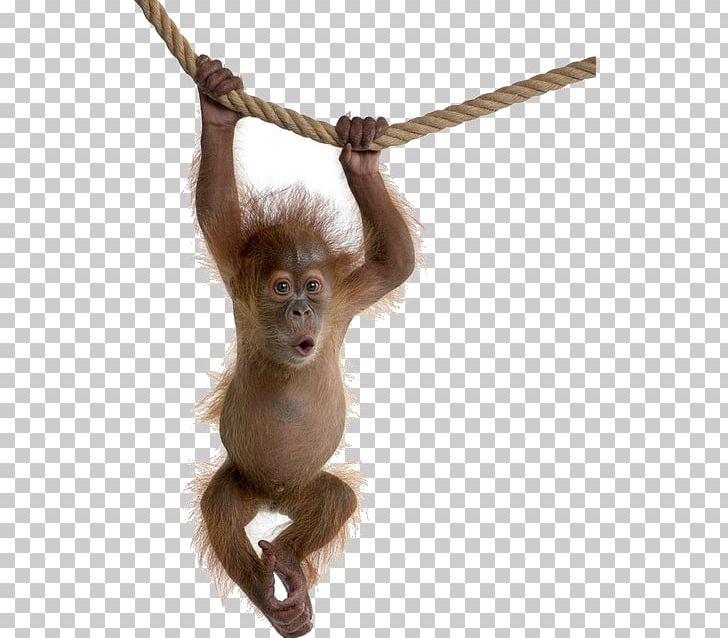 Primate Sumatran Orangutan Bornean Orangutan The Orangutan Bonobo PNG, Clipart, Animals, Ape, Bonobo, Bornean Orangutan, Chimpanzee Free PNG Download