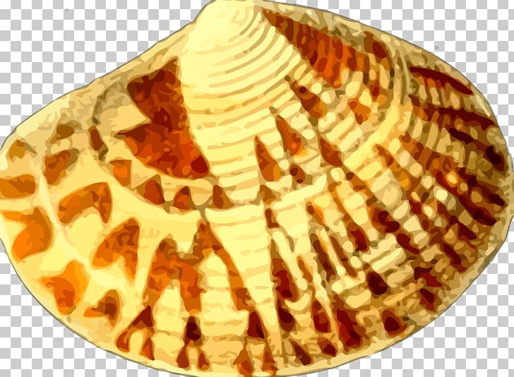 Seashell Cockle Nautilidae PNG, Clipart, Animals, Clam, Clams Oysters Mussels And Scallops, Cockle, Conch Free PNG Download