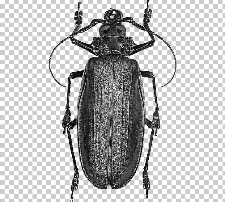 Titan Beetle Hercules Beetle Licinus Fly PNG, Clipart, Animals, Arthropod, Bag, Beetle, Black And White Free PNG Download