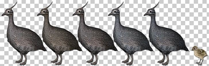 Zoo Tycoon 2 Bird Platypus Asiatic Peafowl PNG, Clipart, Asiatic Peafowl, Beak, Bird, Fauna, Feather Free PNG Download
