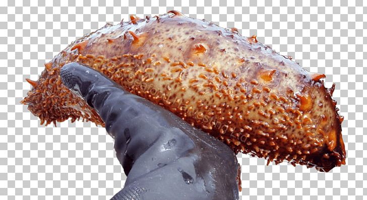Sea Cucumber As Food Street Food Fast Food Seafood PNG, Clipart, Animal Source Foods, Bizarre Foods With Andrew Zimmern, Cucumber, Fast Food, Fish Free PNG Download