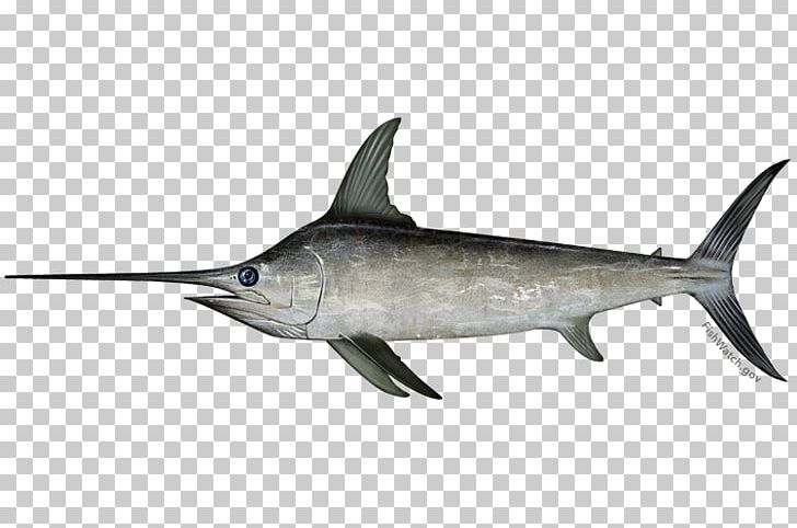 Swordfish Marlin Fishing Atlantic Mackerel Fishery PNG, Clipart, Animal Migration, Atlantic Mackerel, Billfish, Bony Fish, Cartilaginous Fish Free PNG Download