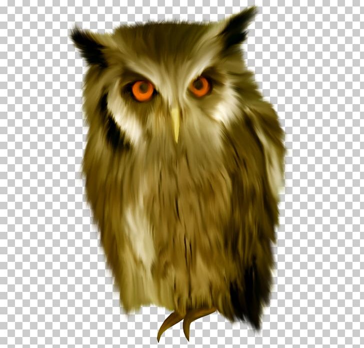 Tawny Owl Bird True Owl Snowy Owl PNG, Clipart, Animal, Animals, Beak, Bird, Bird Of Prey Free PNG Download